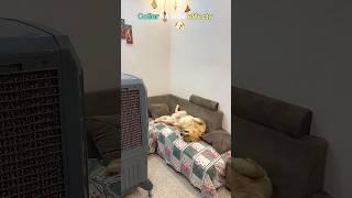 Cooler ke side effects  #goldenretriever #puppy