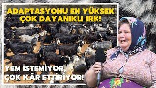 Yem İstemiyor, Çok Kâr Ettiriyor! / Adaptasyonu En Yüksek Dayanıklı Irk: Kara Kıl Keçisi