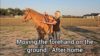 Groundwork lesson - Moving the forehand on the ground with older horses