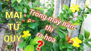 Mai tứ quý trồng mấy năm thì ra hoa. Cách chăm sóc cây Mai  để nhanh ra hoa.