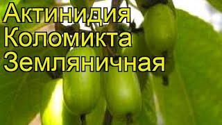 Актинидия коломикта Земляничная. Краткий обзор, описание характеристик, где купить саженцы