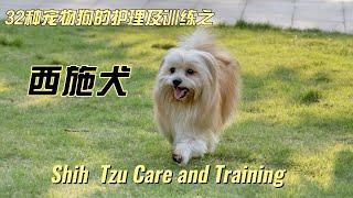 32种宠物狗的护理与训练之------西施犬