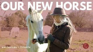 Welcoming a horse back into the family // Triunfo's story part 1