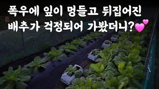 배추  폭우에 잎이 멍들고 뒤집어진 것이 걱정되어 밭에 가봤더니? 