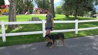 Axle off-leash at the park during our 25 Day Behavior Modification Dog Training Course