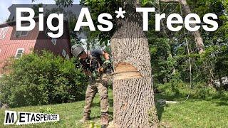 Removing Big As* Trees ... plus Quotes!