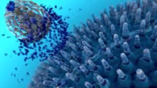 Medical Animation - Endocrinology