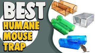 Best Humane Mouse Trap in 2021 – Expert's Suggestion!