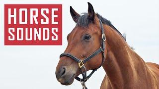 10 HORSE SOUNDS | Horses Neighing, Galloping and More HD Sound Effects