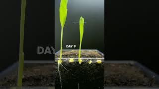 CORN  Growing at 10000x Speed! #satisfying #short