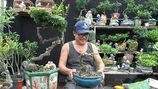 CẦN THĂNG BONSAI - THAY CHẬU MỚI CHO PHÙ HỢP KHI CÂY ĐÃ ỔN ĐỊNH KIỂU DÁNG .