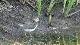 Bird Facts: The Common Sandpiper