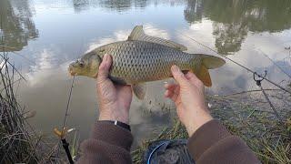 A pondfishing trip in two halves #urbanpondfishing #pondfishing #carpfishing #carp