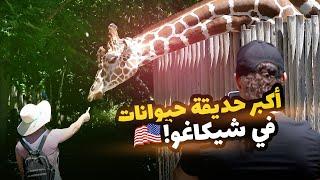 دببة في أحواض مائية !