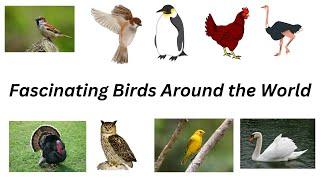 Fascinating Birds Around the World | The World of Knowledge"