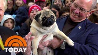 Vito the pug celebrates National Dog Show win on TODAY plaza