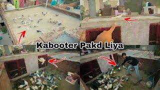 Itni Rat Ko Pakda Kabootar ️