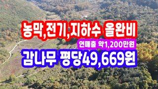 경북땅 농막 전기 지하수 올 완비, 감나무  약130그루 평 당 49,669원 연매물 약1200만원 급매물과 반값매매,산골 산촌 농촌 시골 오지 촌땅 토지 힐링 숲속 싼땅 산속 땅