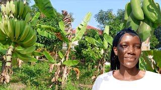 A Tour Of My  Dad's Permaculture Garden In Soroti City.