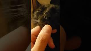 Kitten loves his chin rubs