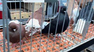 Rynek targ Wysokie Mazowieckie  16/12/2023 #gołębie #ptaki #królik #kury #pigeons #market #rabbit