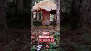 Here are 5 wild and wacky WTF FACTS @adzon7 #wtf #facts #info #knowledge