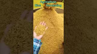 How to Rice  Harvesting big farm #irrigation #agriculture #farmer #irrigationlife #technology