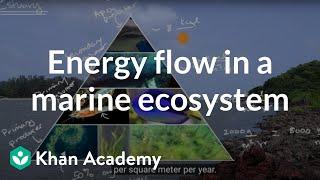 Energy flow in a marine ecosystem| Matter and Energy Flow| AP Environmental Science| Khan Academy