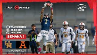 MÁXIMO AVANCE EN VIVO: LEONES UAMN vs PUMAS CU | LIGA MAYOR ONEFA 2024