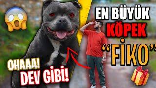 DÜNYANIN EN BÜYÜK KÖPEĞİNİ SAHİPLENDİM! (YENİ KÖPEĞİM "FİKO")