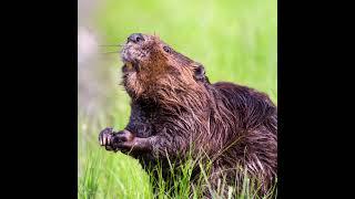 [WILDLIFE FACTS] Beavers are the largest rodents but they get hunted for the fur