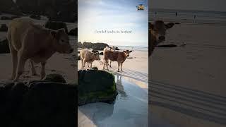 Visit Isle of Tiree, where you’ll find cows strolling along the sandy shores  