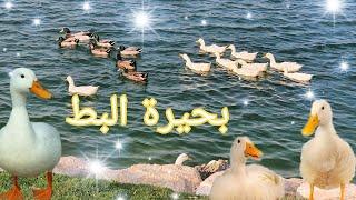 بط ووز جميل في بحيرة جميلة Beautiful ducks and geese in a beautiful lake