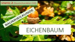 Der EICHENBAUM in der Baumheilkunde - Gedächtnis in Raum und Zeit