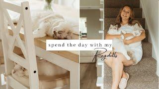 A Day In The Life With Two Ragdoll Cats ~ Daily Routine, Grooming, Playtime & Harness Training