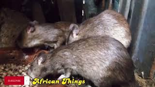 Bush Rats Eating In An African Farm