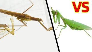 Broken arm mantis VS Water mantis, what will happen?