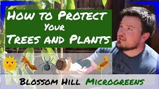 Protect Your Trees from Sunburn, Insects, and Sunscald! (IV Organics 3-in-1 Plant Guard Review)