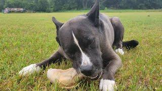 Hachi the Pitsky eating raw organic chicken: ASMR