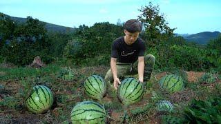 Harvesting watermelon on sandy soil to maket sell, Raising ducks - 3 year living in the forest