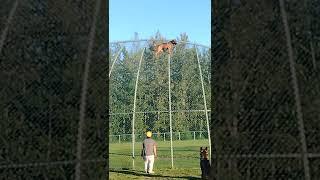 training Belgian malinois climbs more then 20feet