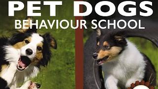 PET DOGS Behaviour School - 9. Positive punishment