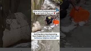 Watch This Young Hero Rescuing Helpless Animals #shorts #animalrescue #kindness