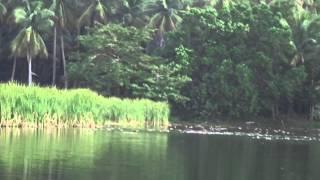 Travel Philippines: Philippine Wild Duck in Pagudpud