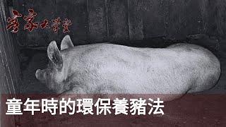 童年環保生活(1)：養豬篇  Childhood Memories: An Organic and Environmentally-Friendly way of Raising Pigs