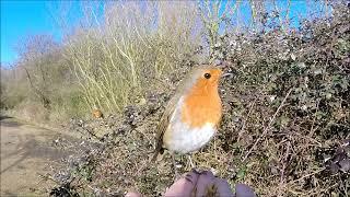 Hand feeding the Robins