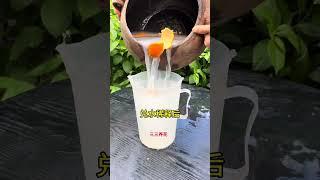 養花小妙招#養護小知識 #花卉綠植