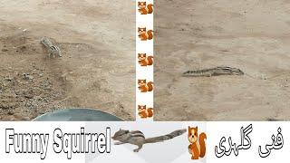 Funny Squirrel ️ فنی گلہری