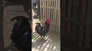 The black rooster crowed #viral #viralvideo #shortvideo #chiken #animals #bangladesh #short