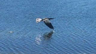 Anhinga in Flight